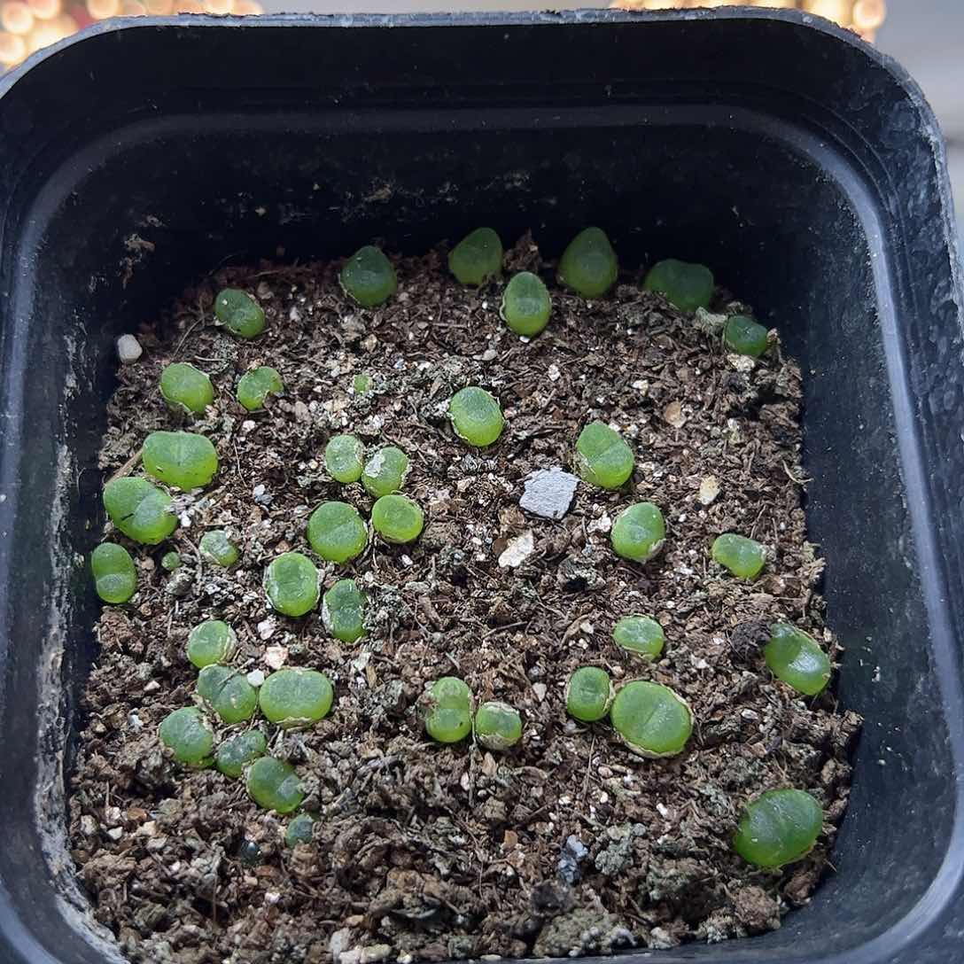 【闪购商品】376 一盆水晶鞋