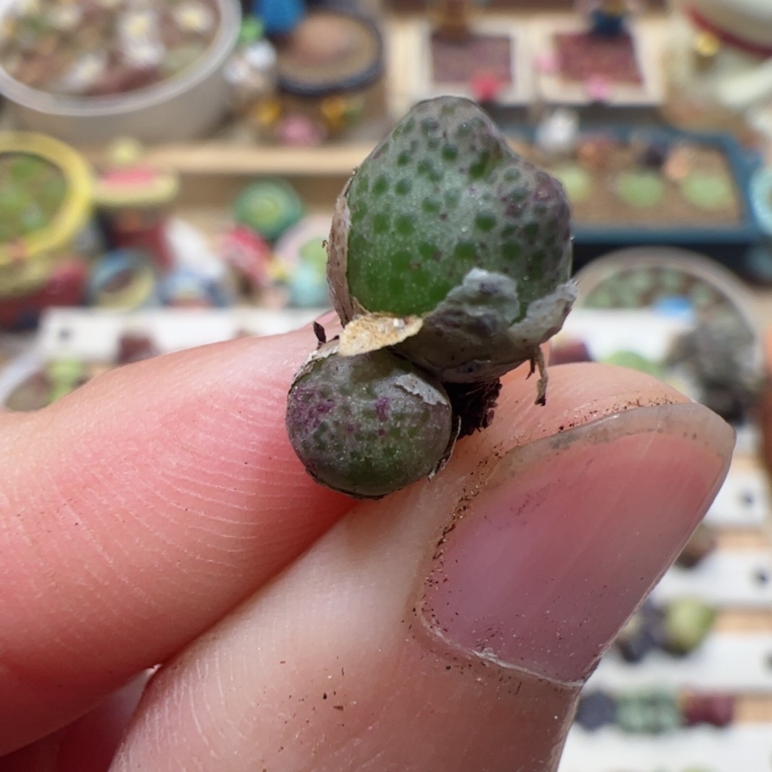 【闪购商品】589 草莓斑马