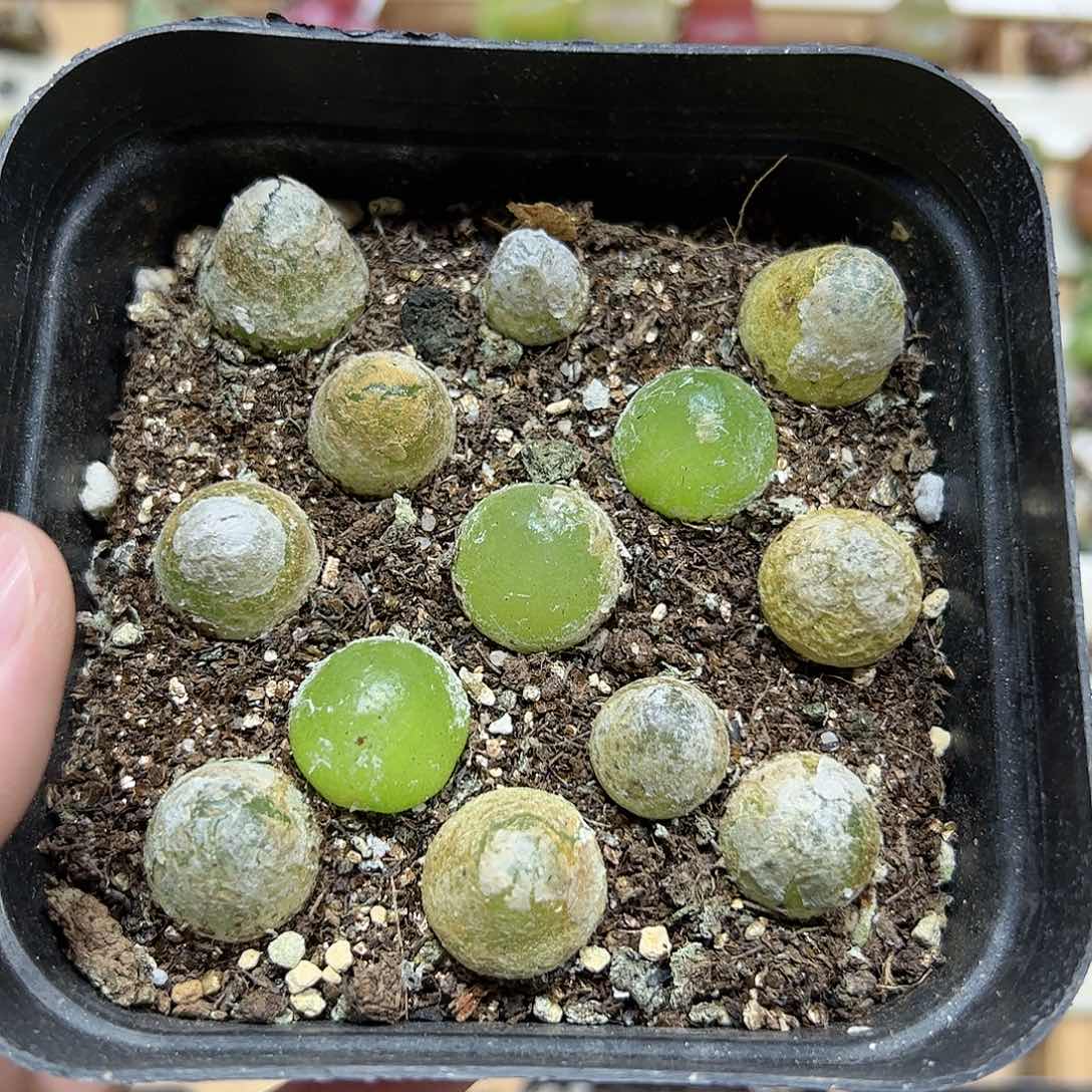 【闪购商品】44 一盆灯泡