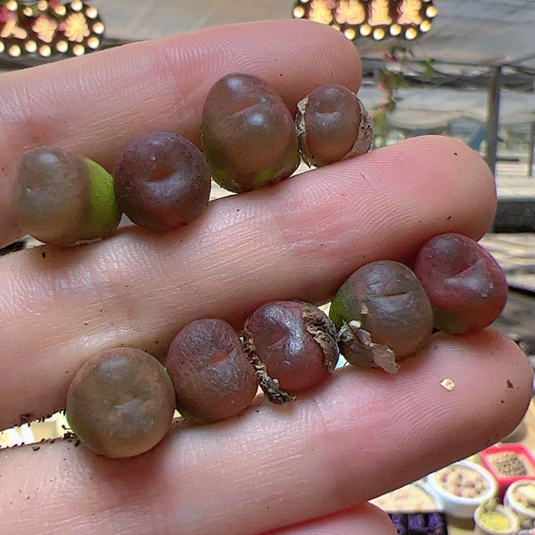 【闪购商品】425 超毛一组