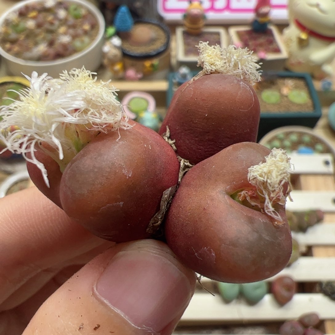 【闪购商品】212 吕氏3头 五朵花