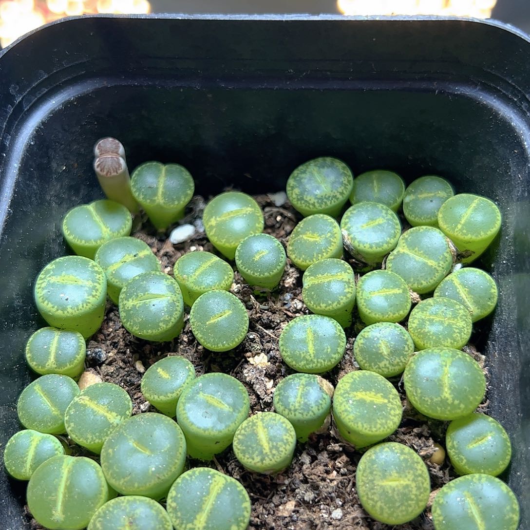 【闪购商品】128 绿宝石一盆