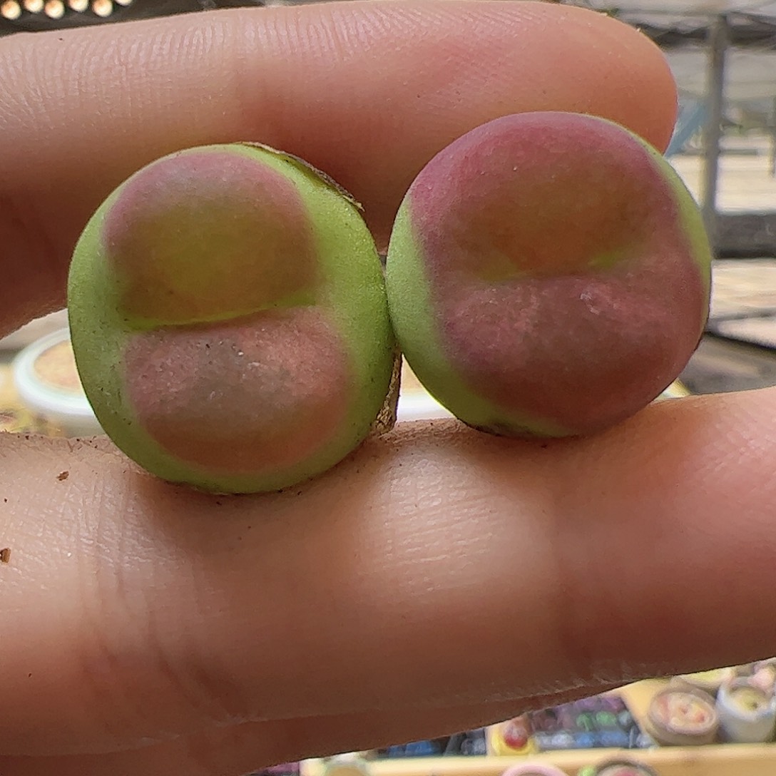 【闪购商品】175 水蜜桃2颗