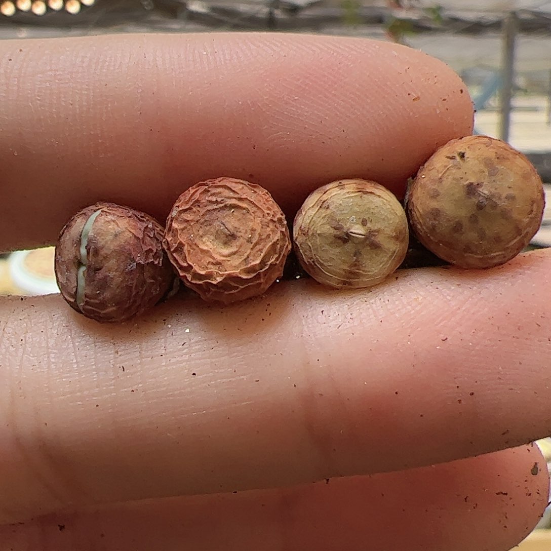【闪购商品】151 小红嘴4颗