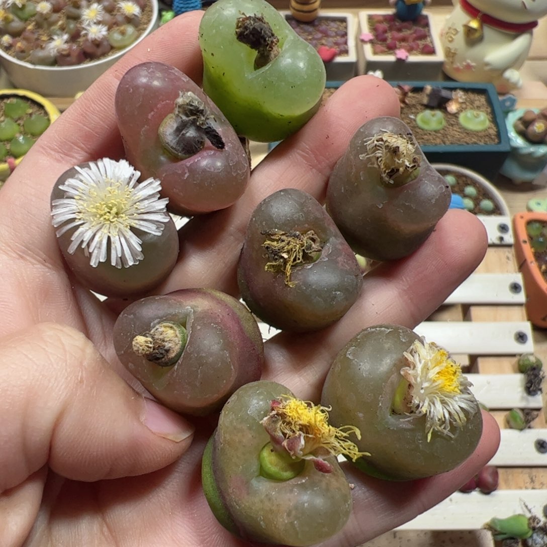 【闪购商品】533 双11福利一手