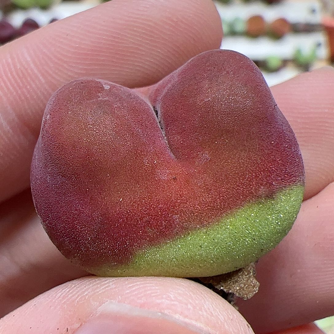 【闪购商品】198 龙猫水蜜桃