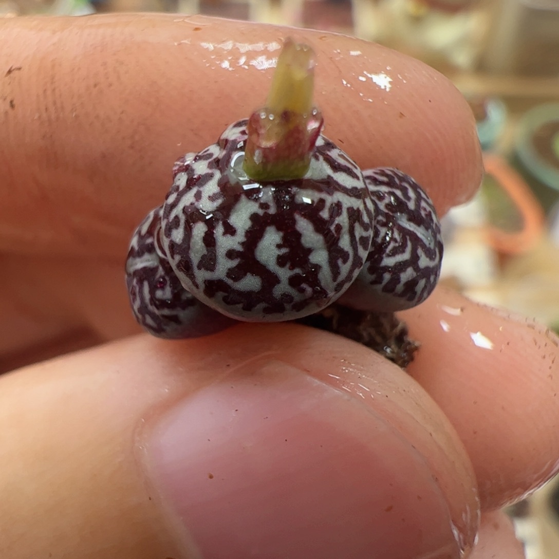 【闪购商品】315 超墨