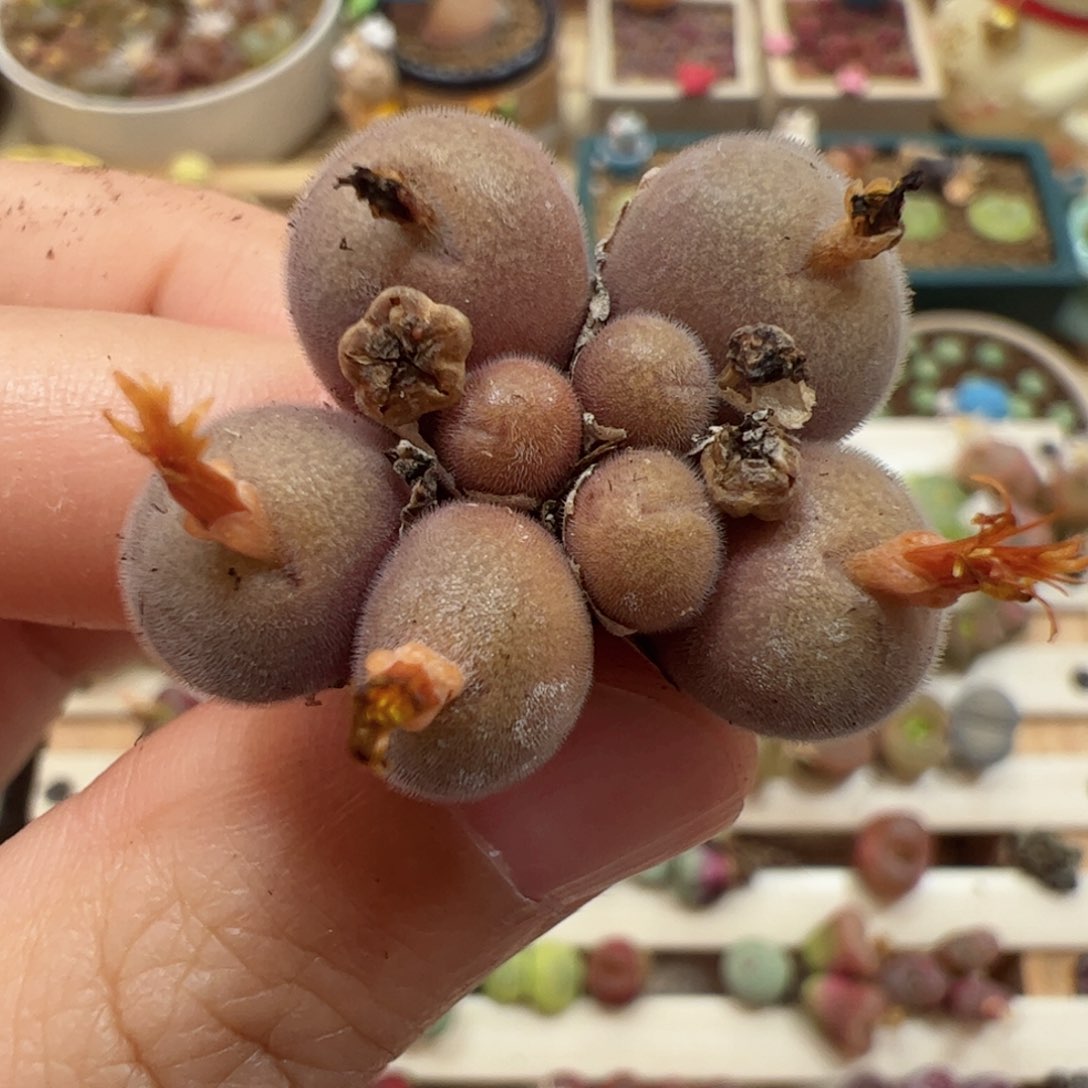 【闪购商品】64 D毛球