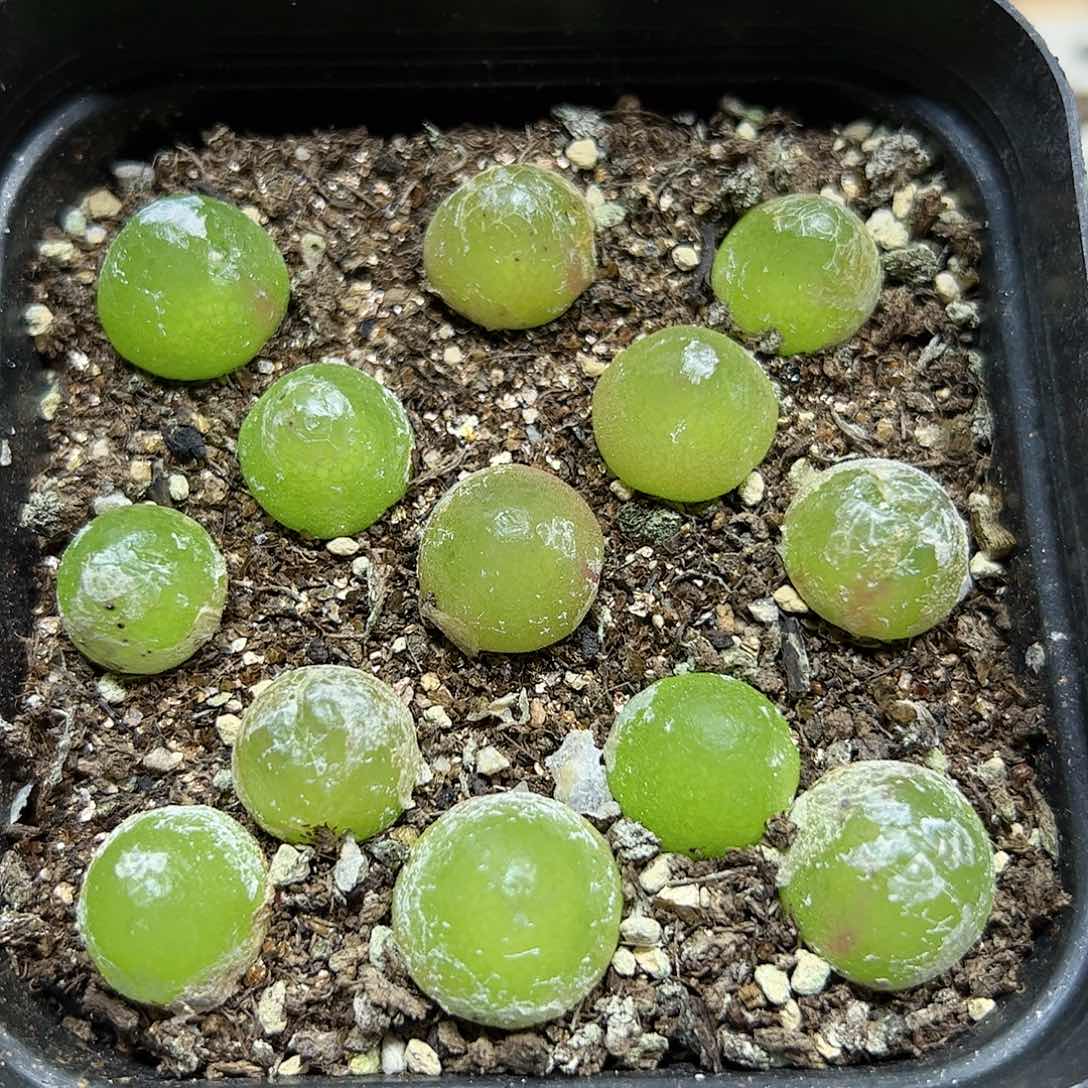 【闪购商品】196 一盆灯泡 带盆发货