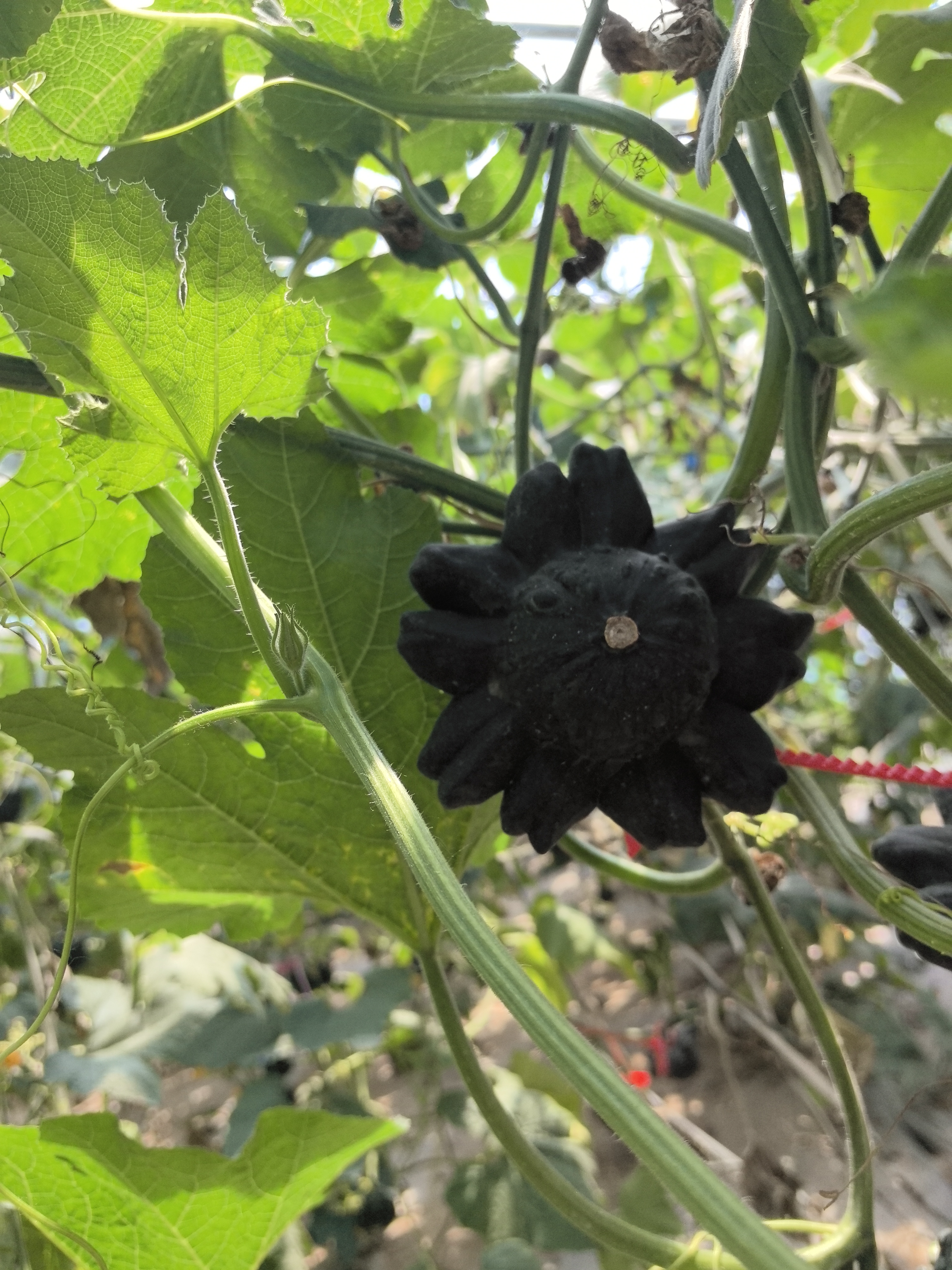 墨西哥葫芦直播间选货链接（以直播间展示为主）