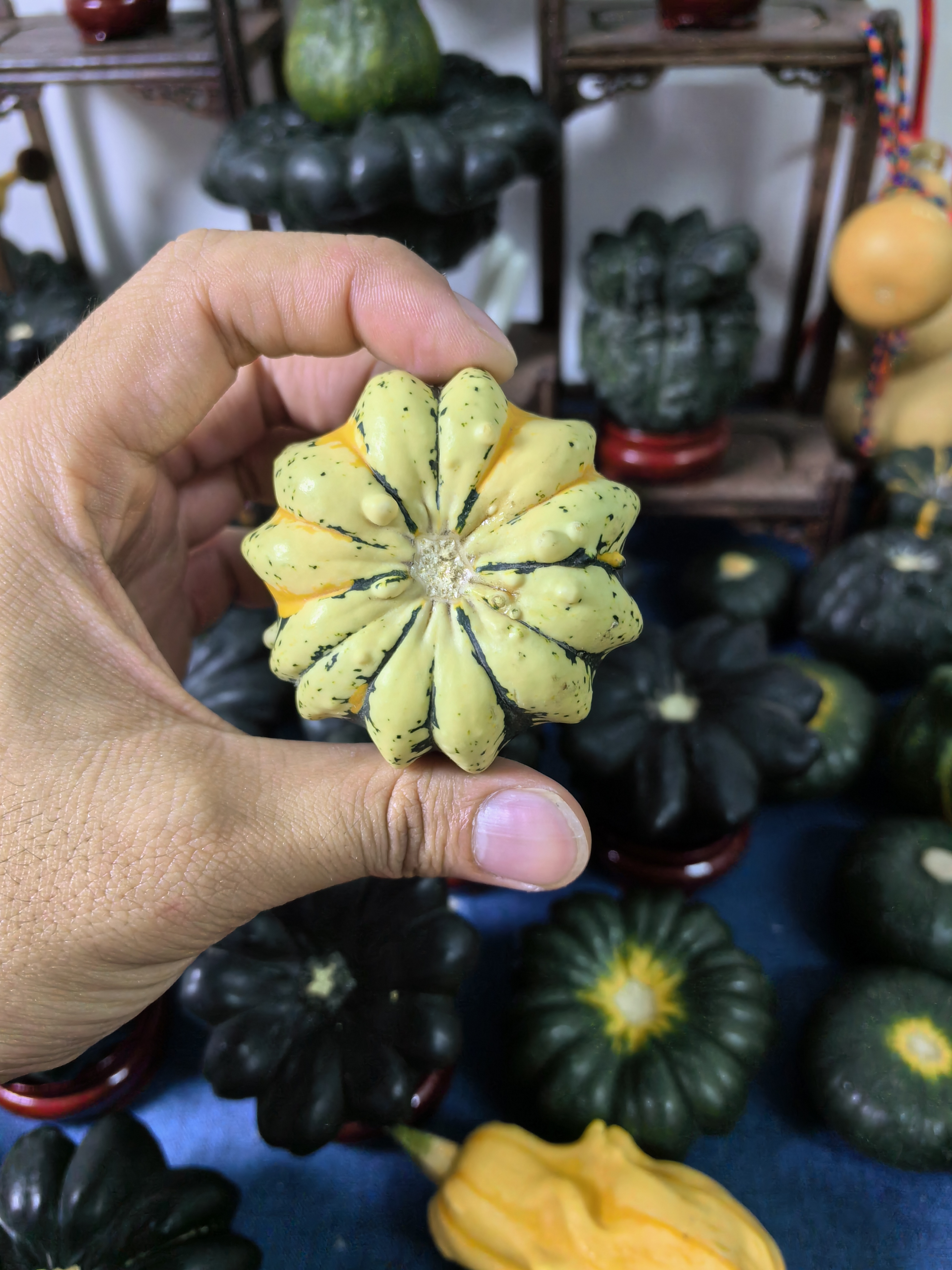 墨西哥七彩葫芦 摆件（直播间改价链接，以直播间实物为准）