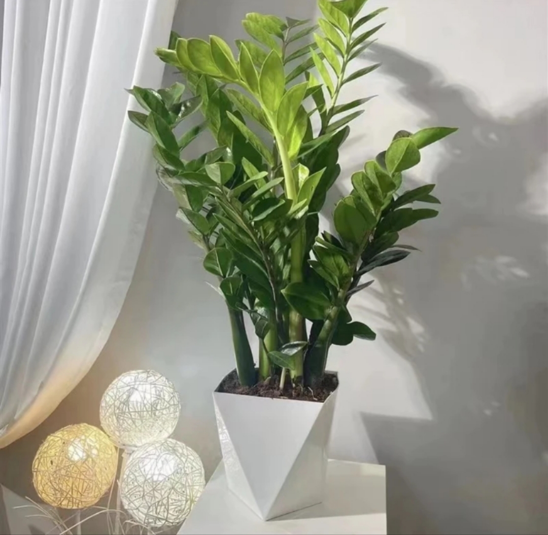 【基地直销】金钱树室内盆栽植物钱串子客厅卧室绿植花卉四季常青