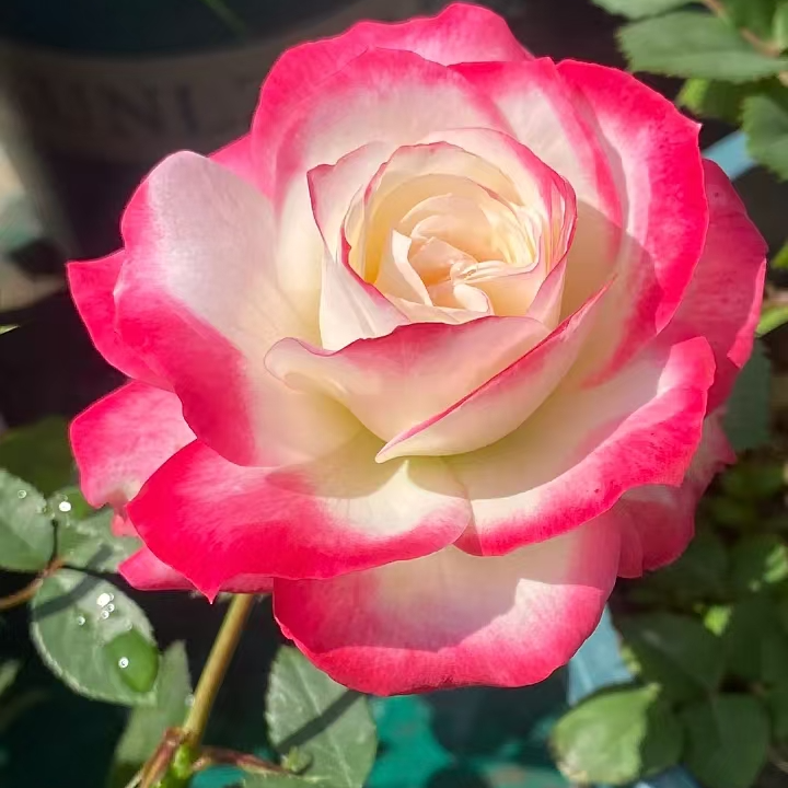 灌木月季摩纳哥公爵大花