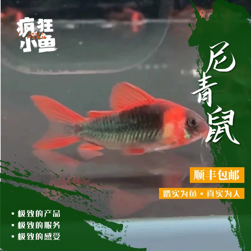 【疯狂小鱼】尼青鼠鱼