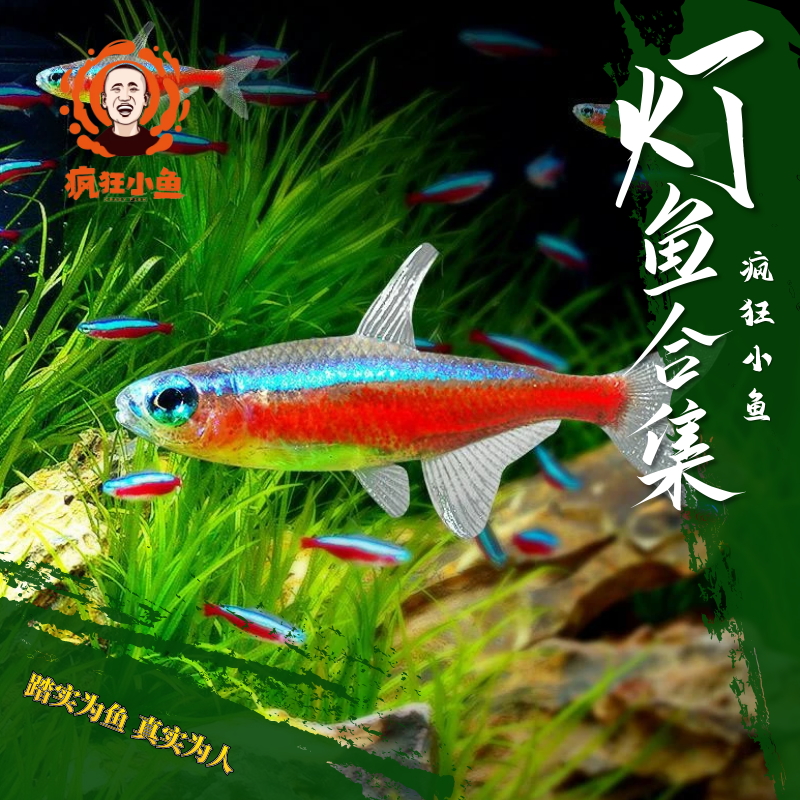 【疯狂小鱼】直播灯科鱼合集