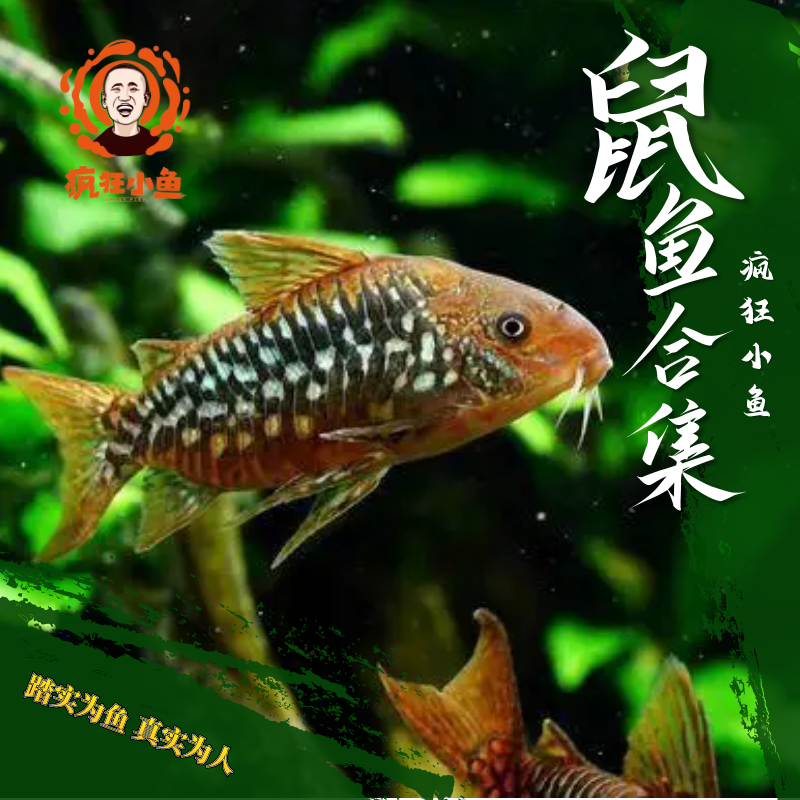 【疯狂小鱼】福利鼠鱼合集