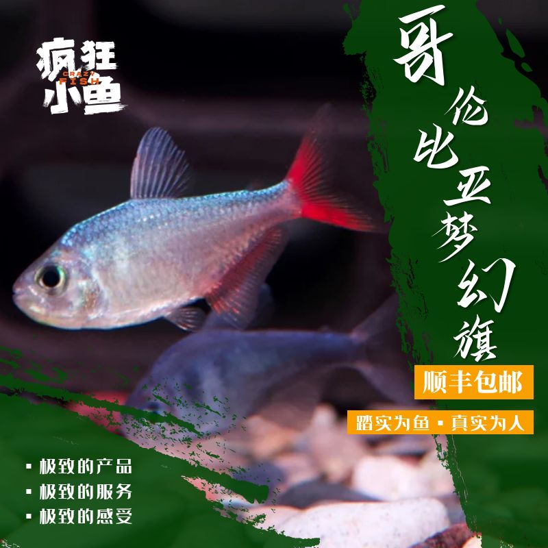 【Z疯狂小鱼】哥伦比亚梦幻旗鱼