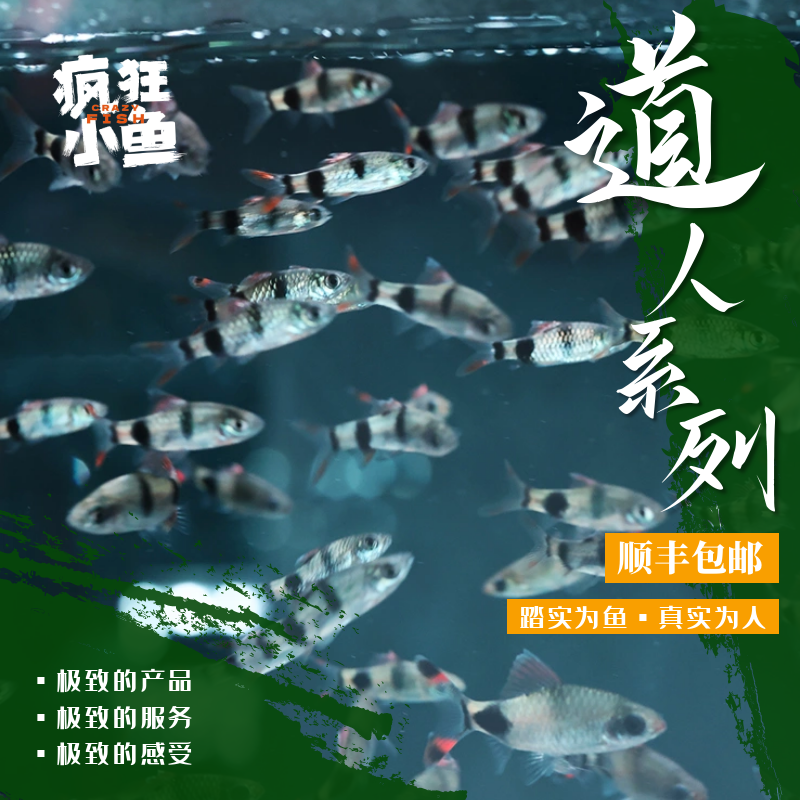 【疯狂小鱼】道人系列鱼