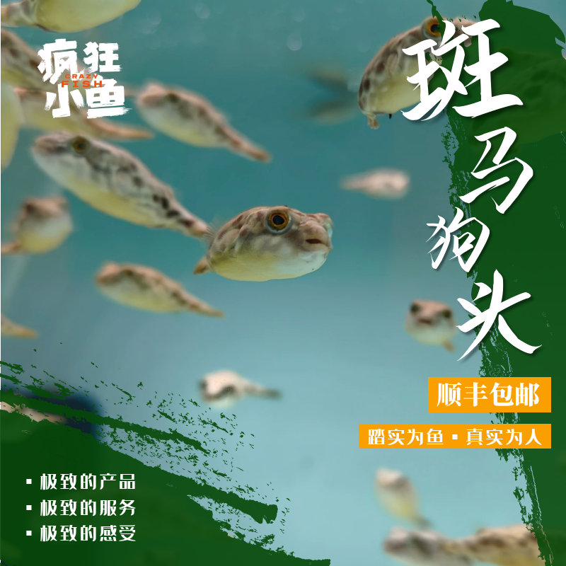 【疯狂小鱼】斑马狗头鱼养鱼小型