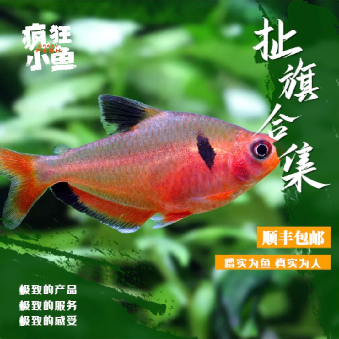 【疯狂小鱼】  扯旗鱼合集