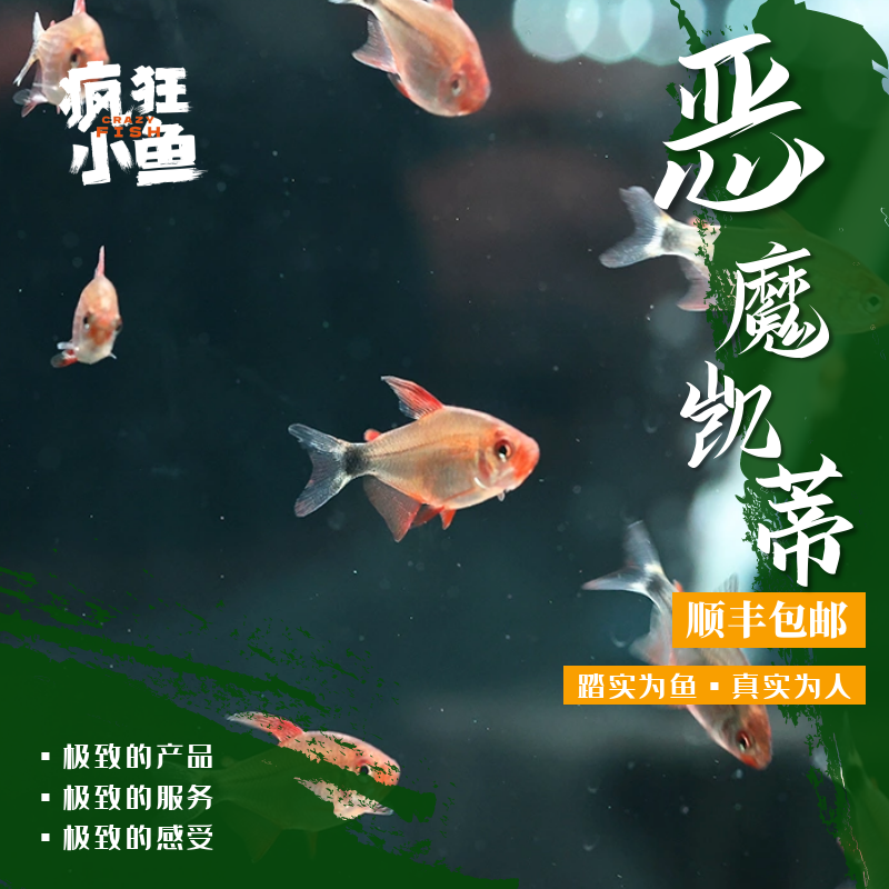 【疯狂小鱼】恶魔凯蒂鱼