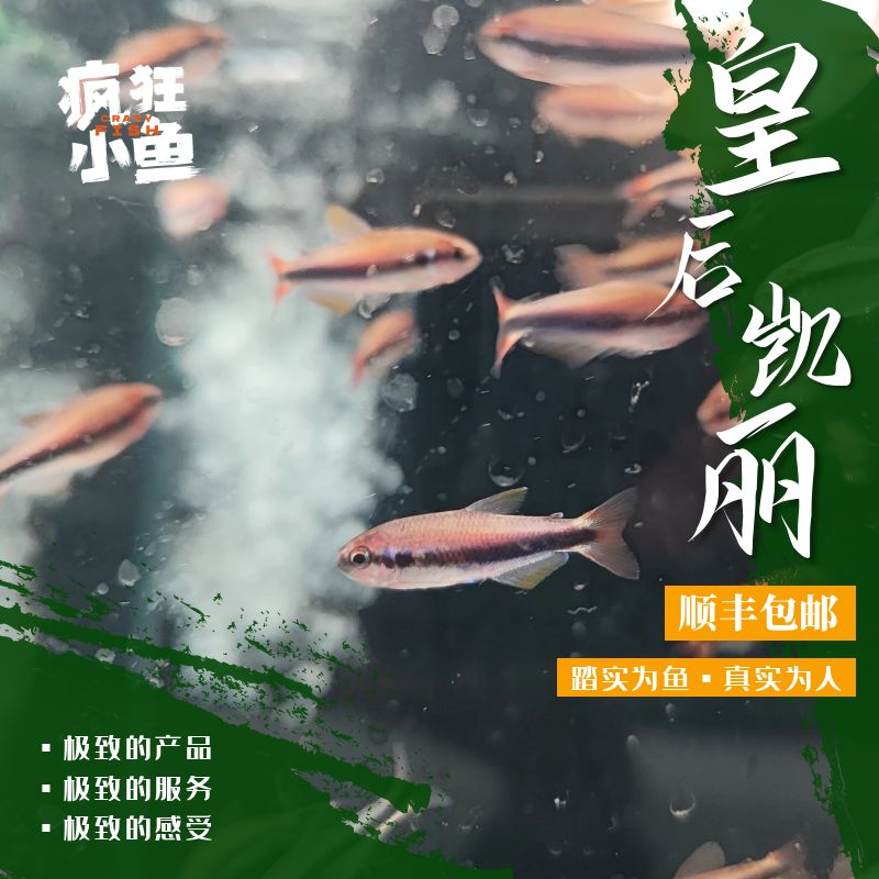 【疯狂小鱼】皇后凯丽鱼