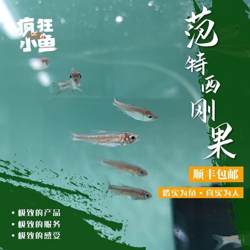 【疯狂小鱼】范特西火焰刚果鱼