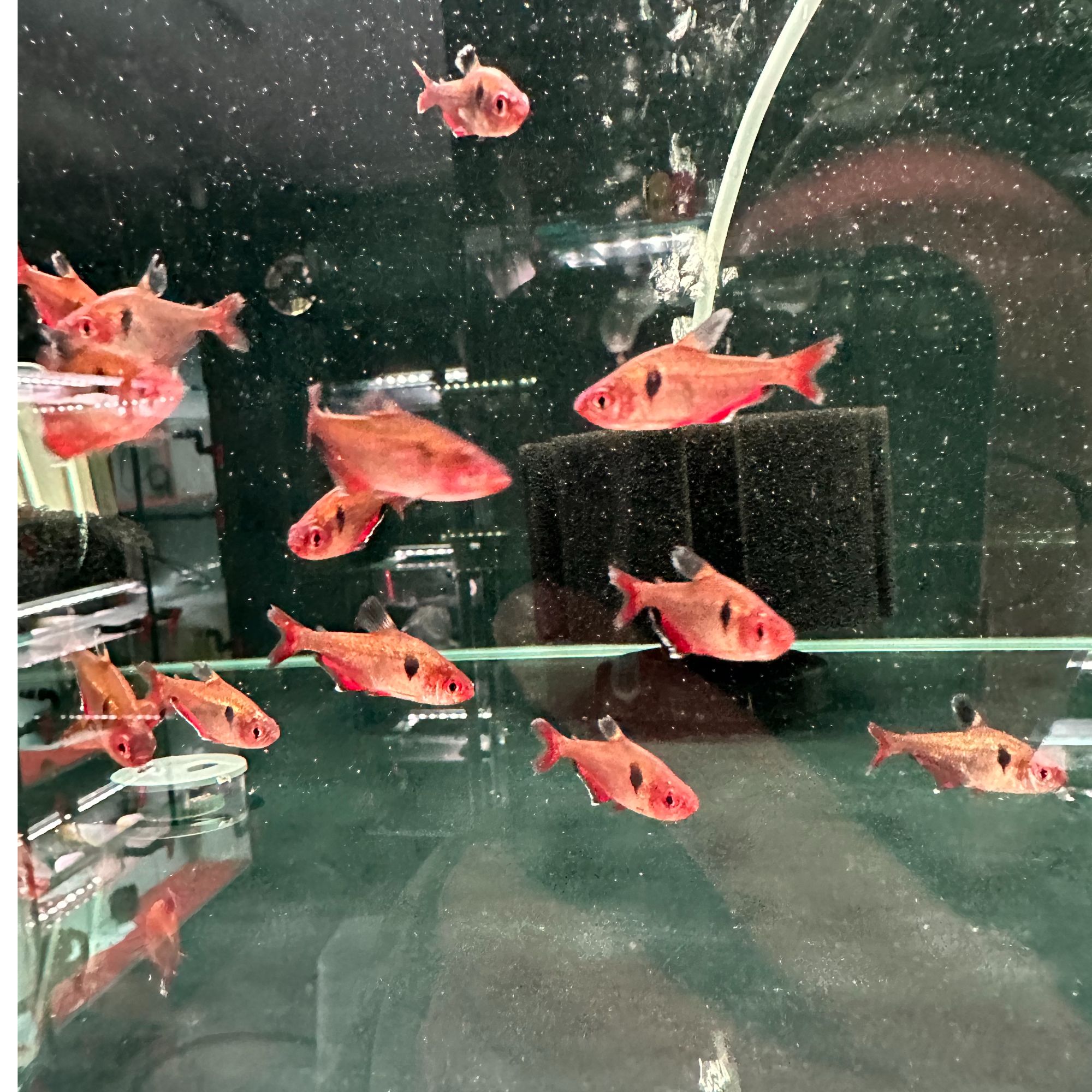 白金巴西红旗 【疯狂小鱼】