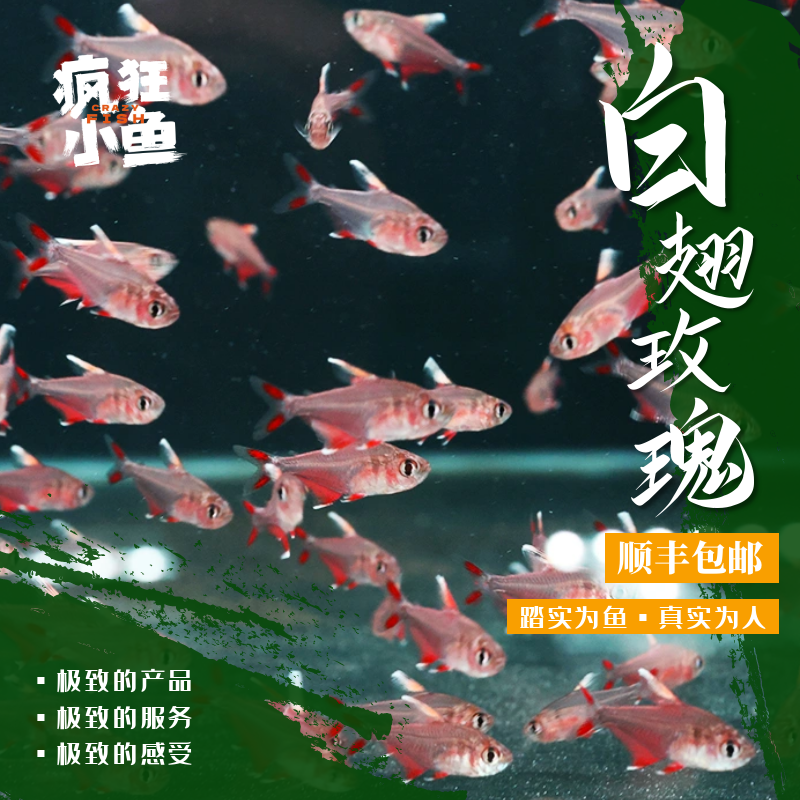 【疯狂小鱼】白翅玫瑰鱼