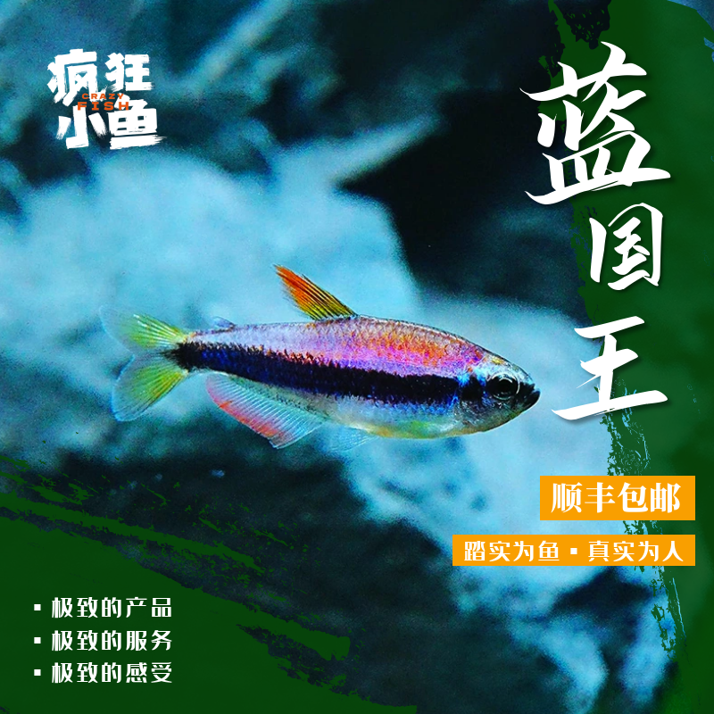 【疯狂小鱼】蓝国王鱼
