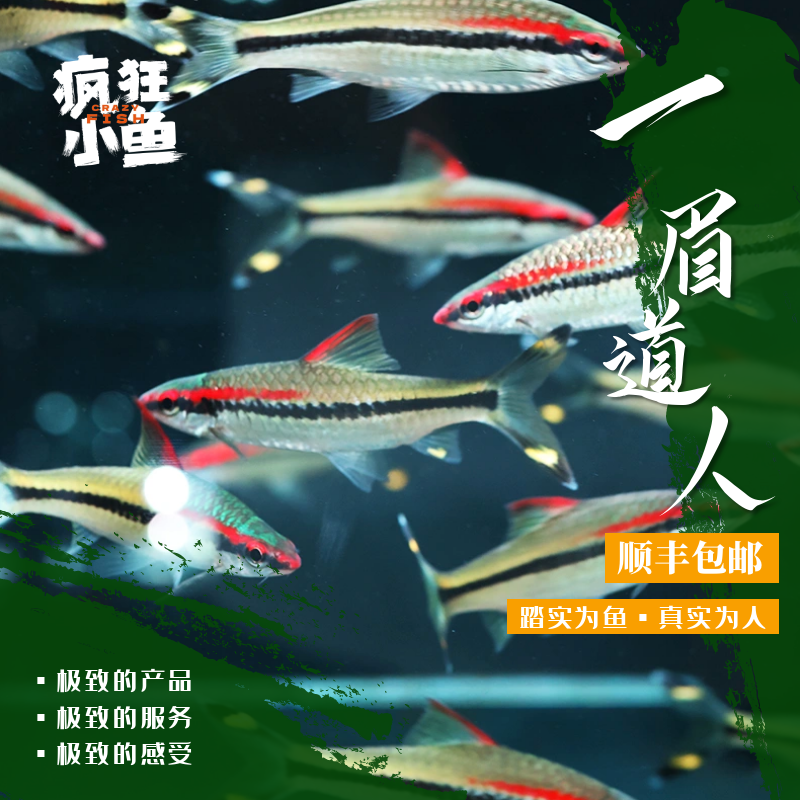 【疯狂小鱼】一眉道人鱼