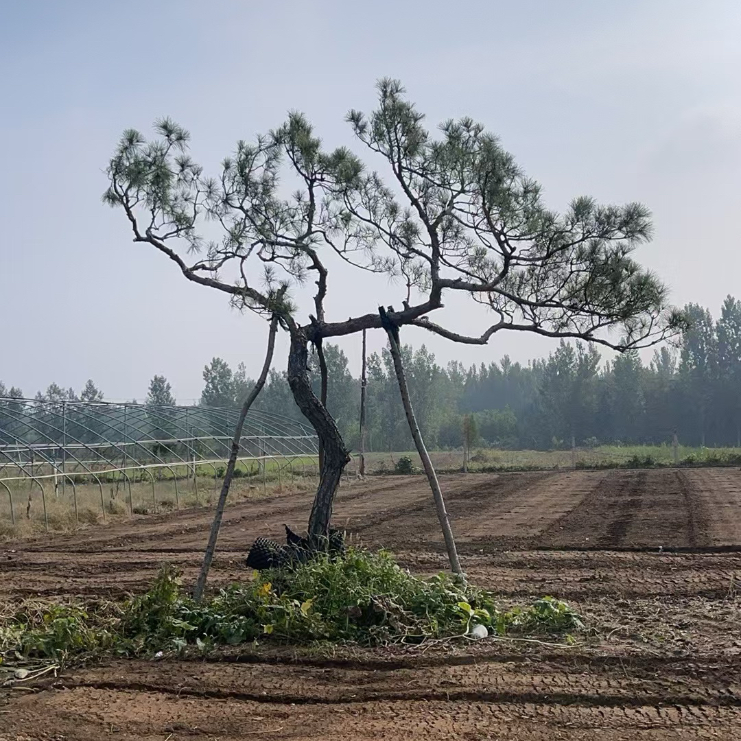庭院景观松黑松迎客松邻水斜飘造型松黑松