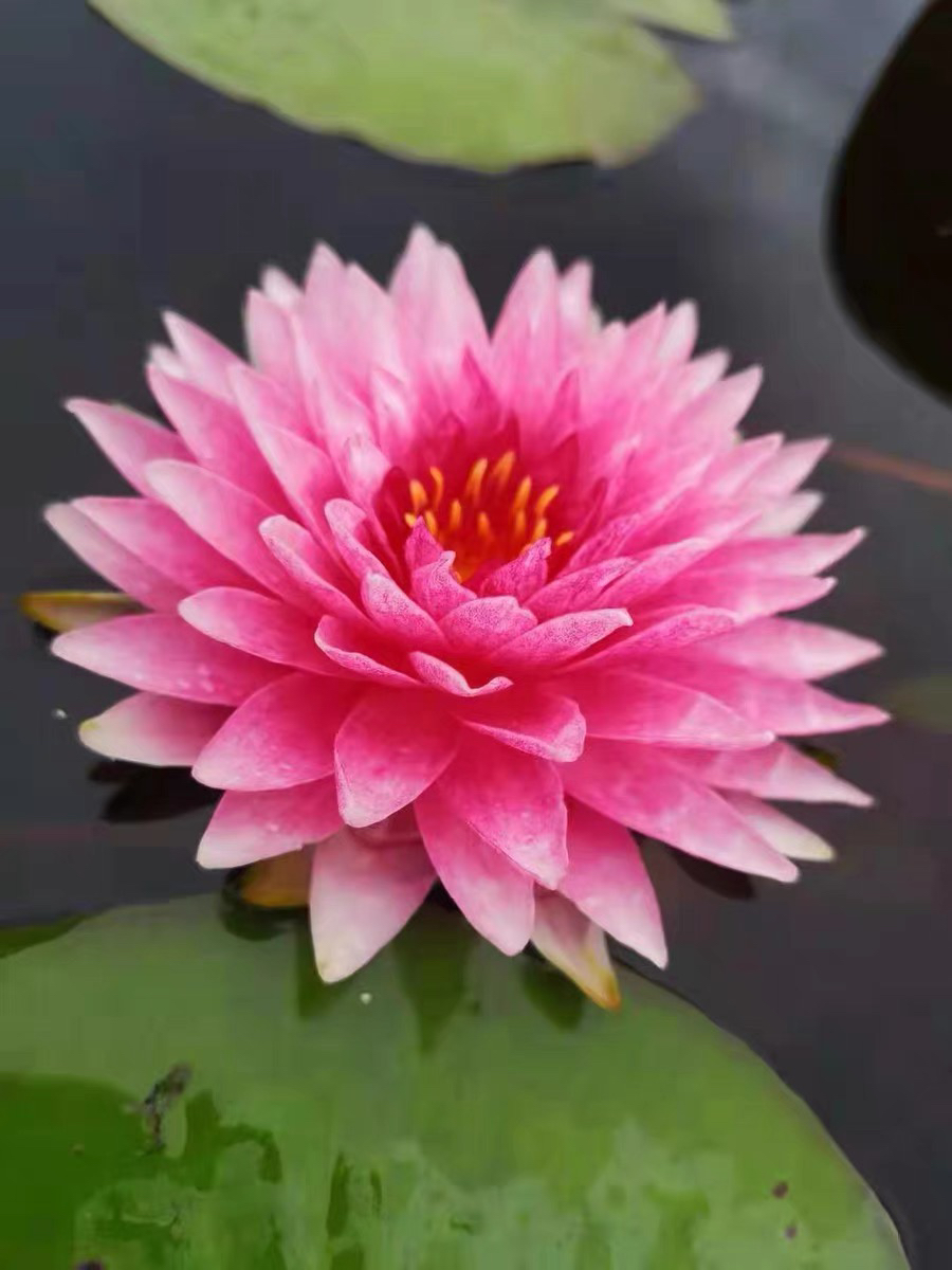 花苞发货大花型耐寒品种睡莲马哈颂巴