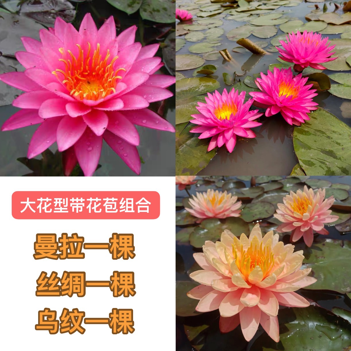 带花苞发货大花型带组合「曼拉，丝绸，乌纹」