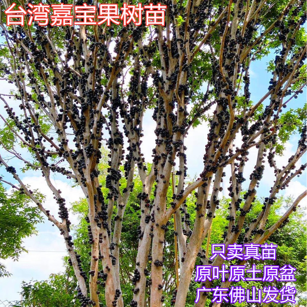 嘉宝果苗正宗台湾嘉宝果沙巴树葡萄苗南北方阳台庭院盆栽地栽树苗