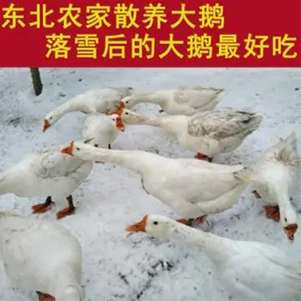 东北农家散养 大白鹅6-7斤 包邮
