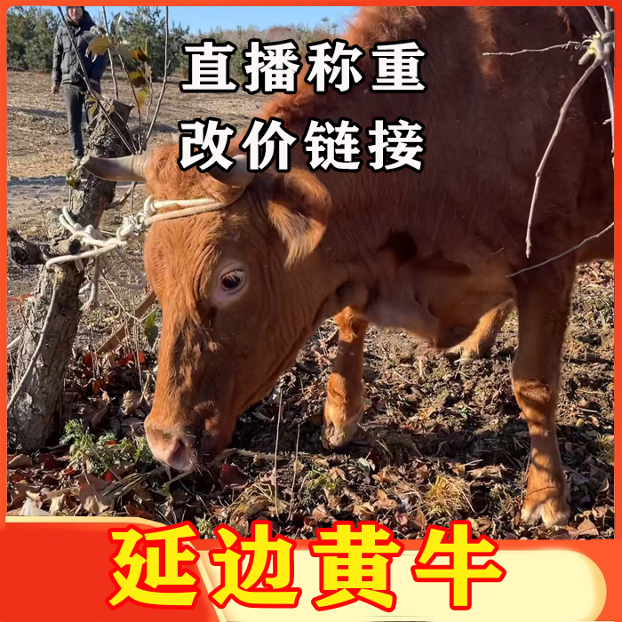 12.28 延边黄牛肉【直播现场称重】