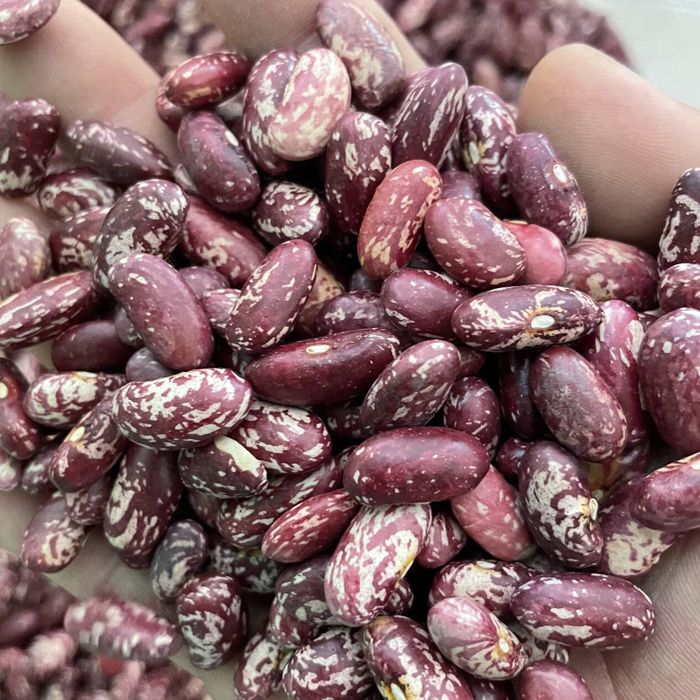 2025年东北红芸豆 农家手工挑选花芸豆 颗粒饱满 2斤/5斤