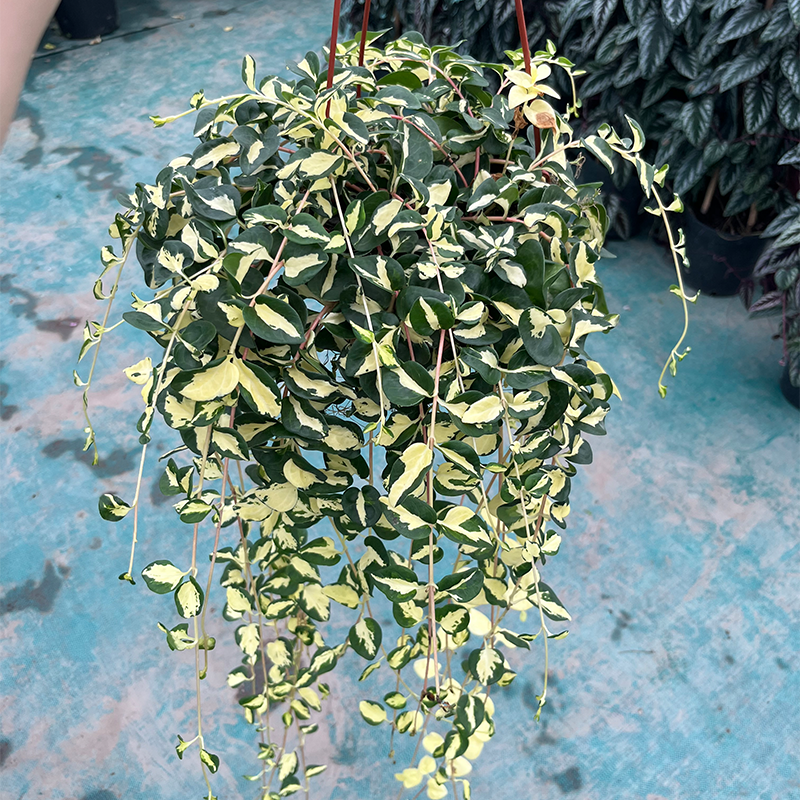 花叶蔓垂吊盆栽室内外阳台庭院长春藤植物耐热耐寒易养黄金花叶蔓