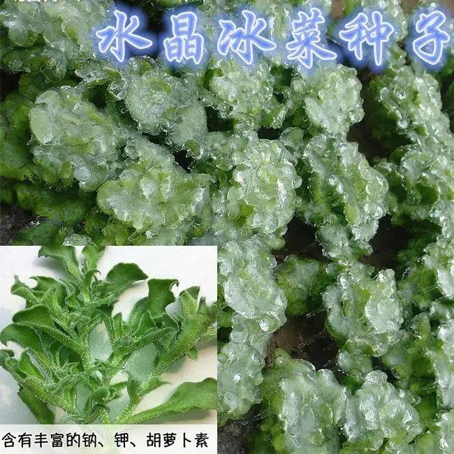 冰菜种子新鲜蔬菜种子易种水果冰草种籽冰菜种子春夏栽培阳台盆栽