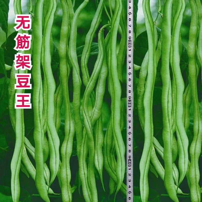 无筋豆豆种四季豆种孑泰国架豆王春秋高产长豆角种子爬藤蔬菜种籽