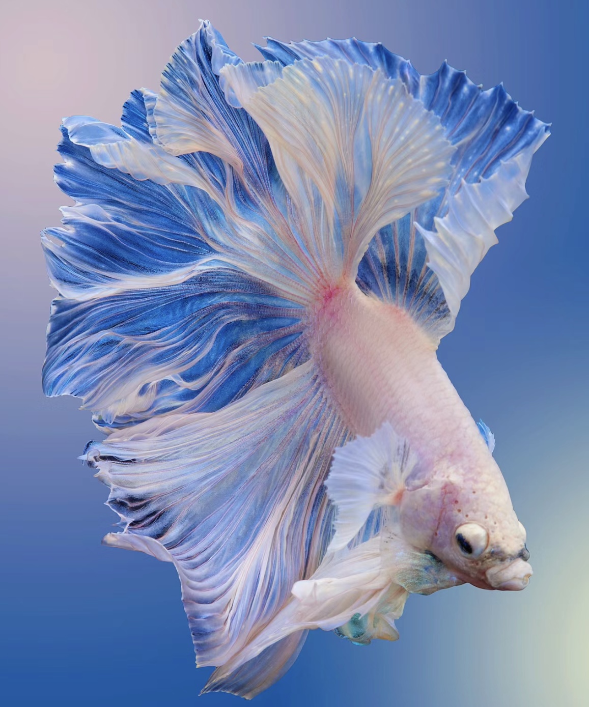 E16(361-384)泰国斗鱼小型热带观赏鱼、耐活（直播间选鱼）