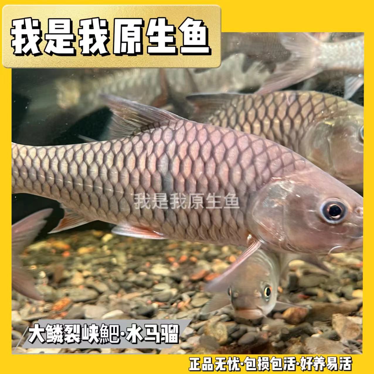 大麟裂峡䰾 水马骝 活体观赏鱼