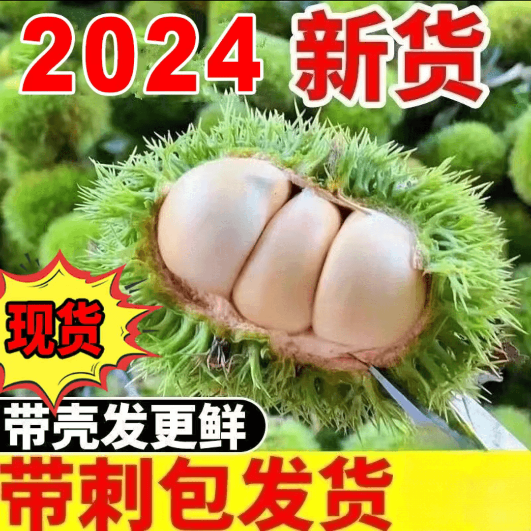 2024信阳新鲜板栗带刺球现摘现发D