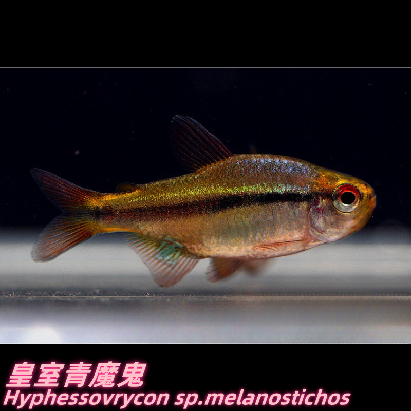 特价款 皇室青魔鬼 巴西人工灯鱼 包损/满额包邮@【TJ水族社】