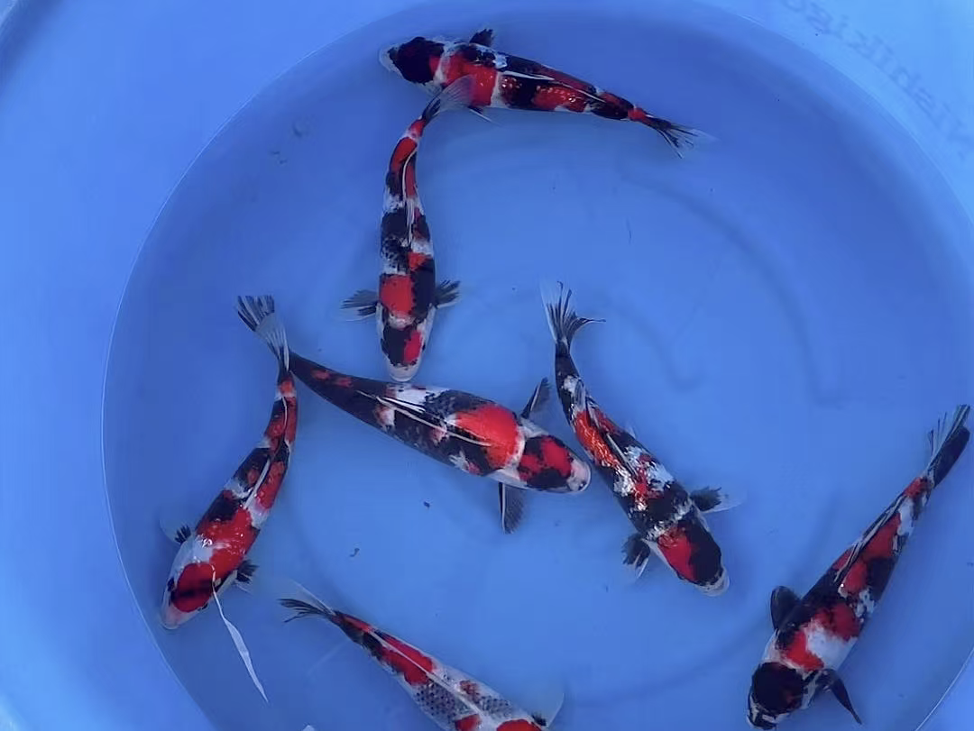 红白锦鲤昭和直播间一物一拍（以直播间为准）