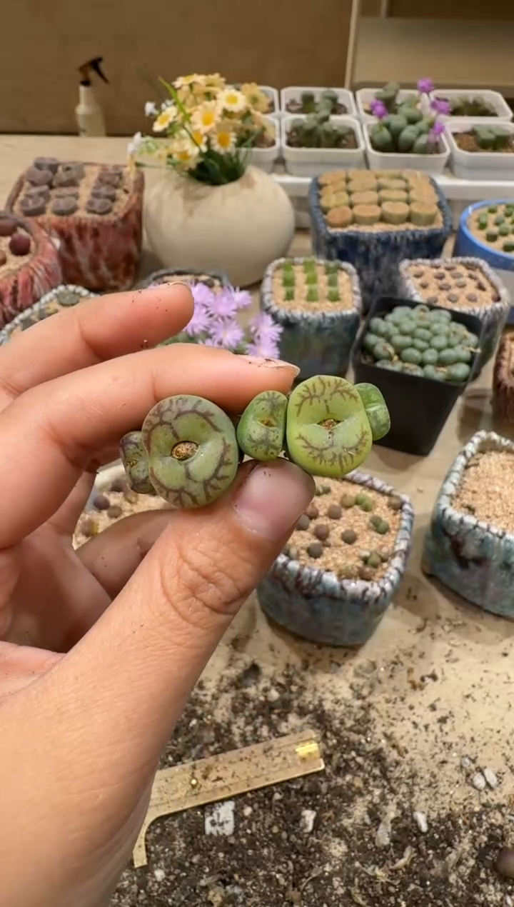 雅*阁9-168多肉植物肉锥