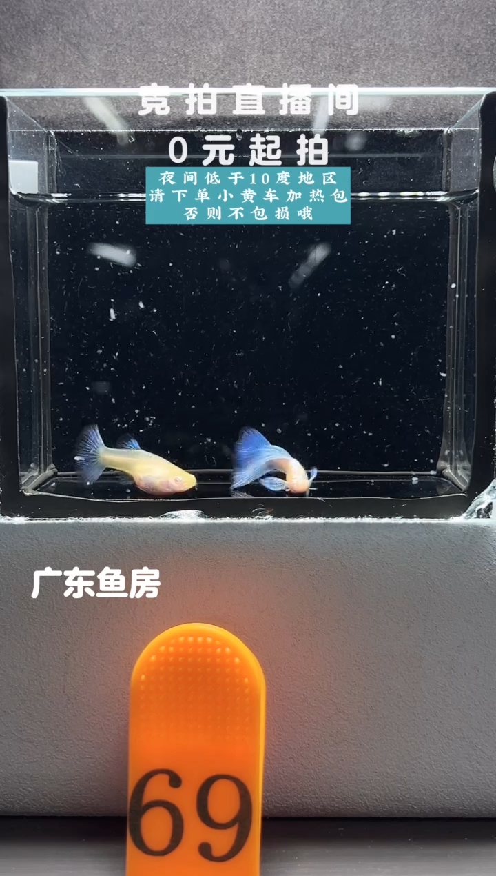 孔雀鱼蓝白鸥翼一对编号69
