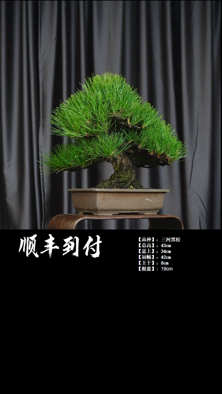 【闪购商品】1黑松bubaiyou