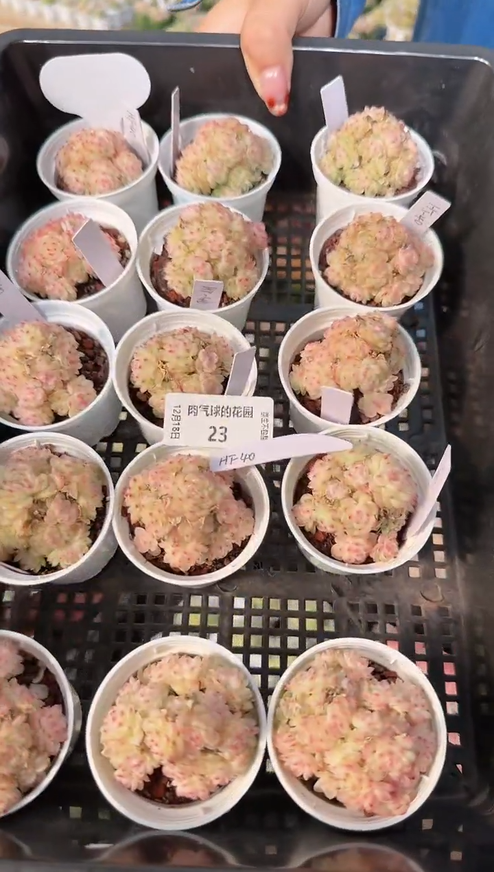 1218-23HT-40多肉量拍任意发一颗群生不包整